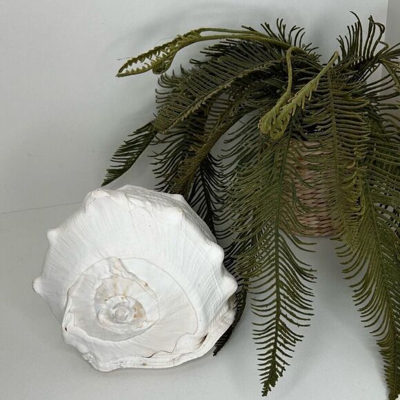 Seashell Helmet Conch Shell Cassis Cornuta Rare Beach Ocean Nautical Decor - Picture 2 of 11